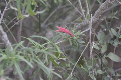 Dicliptera sexangularis