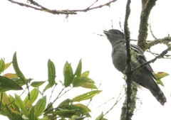 Pachyramphus polychopterus