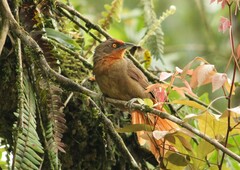 Phacellodomus erythrophthalmus
