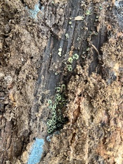 Chlorosplenium chlora