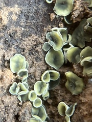 Chlorosplenium chlora