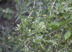 Schaefferia cuneifolia