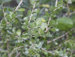 Schaefferia cuneifolia