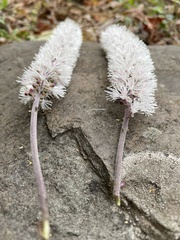 Actaea racemosa