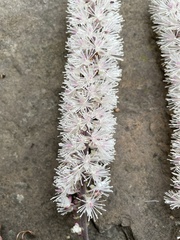 Actaea racemosa