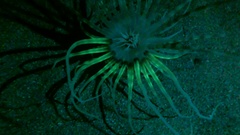 Ceriantharia