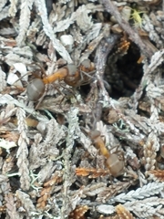 Formica polyctena × rufa