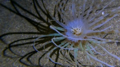 Ceriantharia