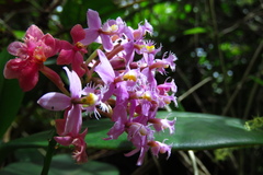 Epidendrum arachnoglossum