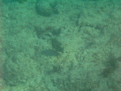 Lactophrys triqueter