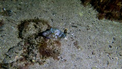 Canthigaster capistrata