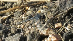 Erythrodiplax nigricans