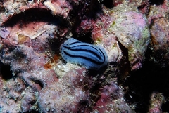 Phyllidiopsis xishaensis