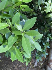 Maytenus magellanica