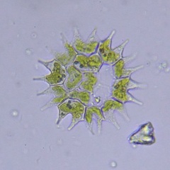 Pseudopediastrum boryanum