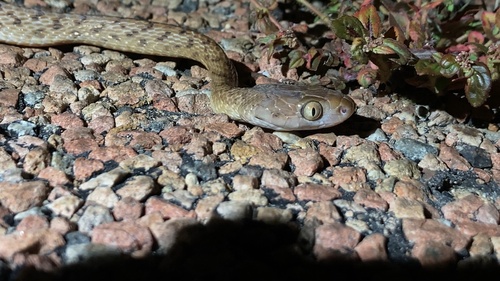 Brown Tree Snake sighting