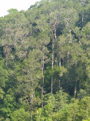 Dipterocarpus indicus