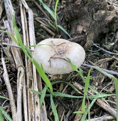 Marasmius albogriseus