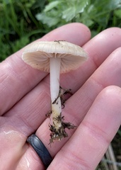 Marasmius albogriseus