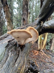 Polyporus decurrens