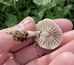 Marasmius albogriseus