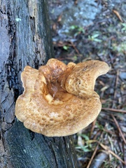 Polyporus decurrens