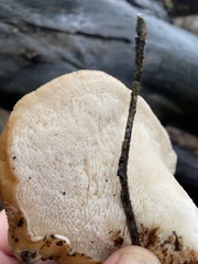 Polyporus decurrens