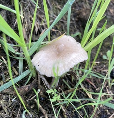 Marasmius albogriseus