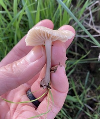 Marasmius albogriseus