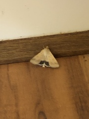 Helicoverpa punctigera