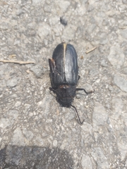 Mallodon spinibarbis