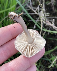Marasmius albogriseus