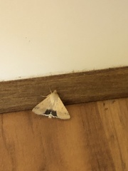 Helicoverpa punctigera