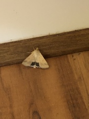 Helicoverpa punctigera