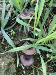 Entoloma edulis