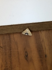 Helicoverpa punctigera