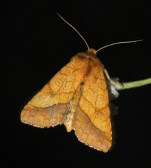 Pyrrhia umbra