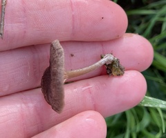 Entoloma edulis