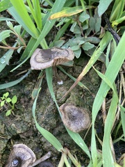 Entoloma edulis