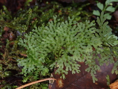Hymenophyllum flexuosum