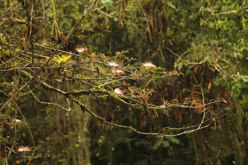 Carbonero de Avenidas (Calliandra pittieri)