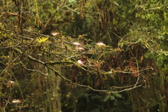 Calliandra pittieri
