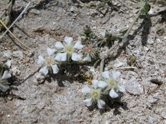 Ivesia kingii