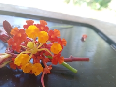 Misumenops