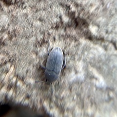 Blapstinus