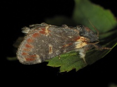 Notodonta dromedarius