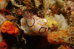 Goniobranchus annulatus