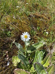 Senecio smithii
