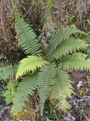 Dryopteris wallichiana