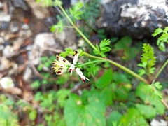 Fumaria flabellata